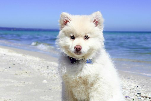 7 plages où les chiens sont acceptés l Coup de Pouce