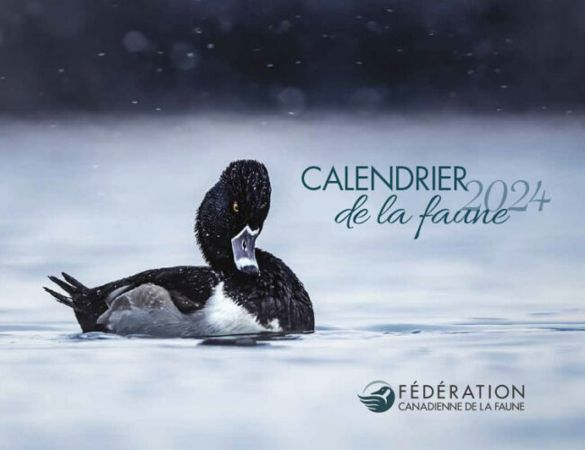 Dépêchez-vous ! Obtenez gratuitement votre Calendrier de la Faune 2024 dès maintenant.